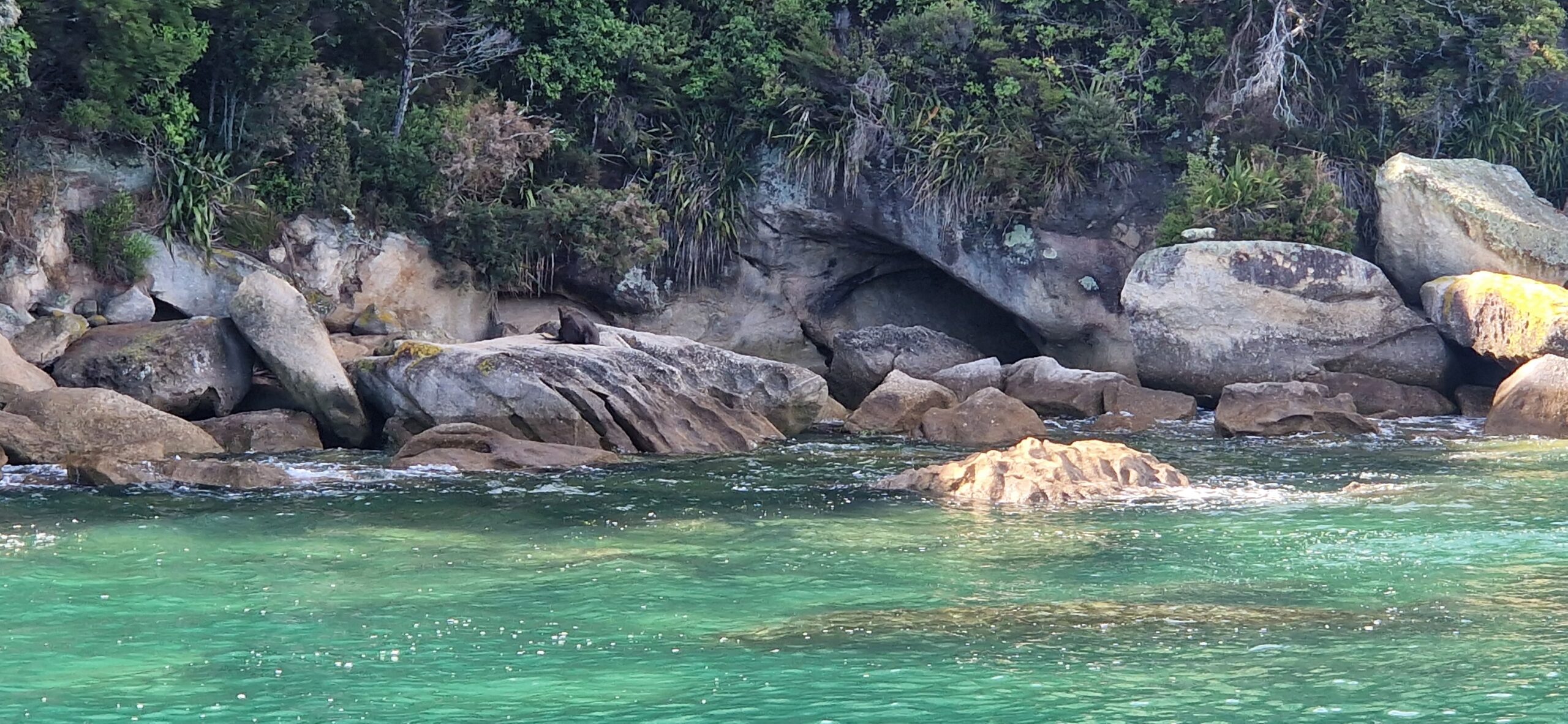 Sæler på sten på beskyttet ø.
